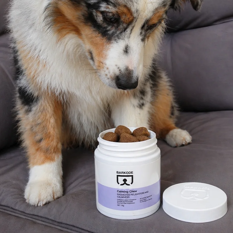 Australský ovčák nahlíží do otevřené dózy Calming Chew
