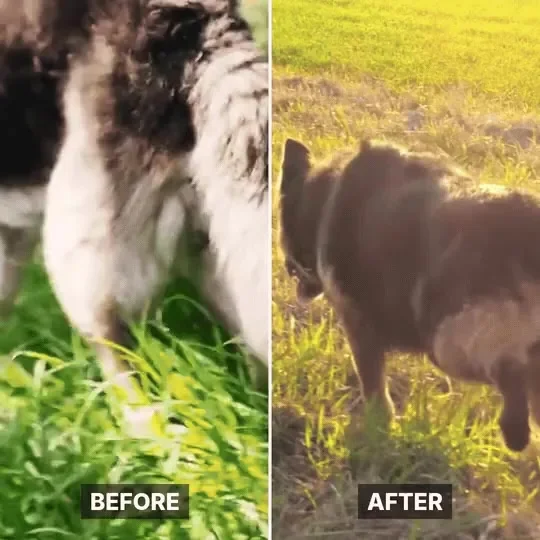 Fotografie stejného psa před a po